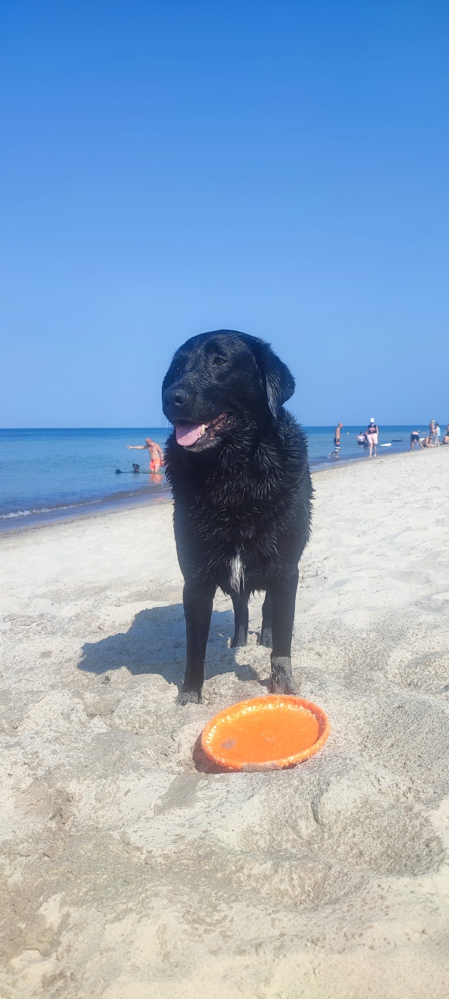 Pies na plaży nad morzem